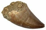 Fossil Mosasaur (Thalassotitan) Tooth - Morocco #345170-1